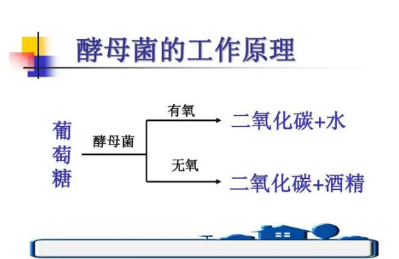 酵母菌:微生物世界里手握核武的超级杀手