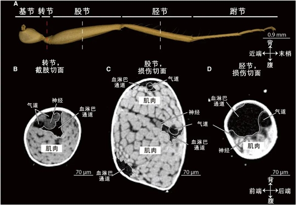 笑死!这种蚂蚁轻伤了超会演 只为能让队友把自己扛回家