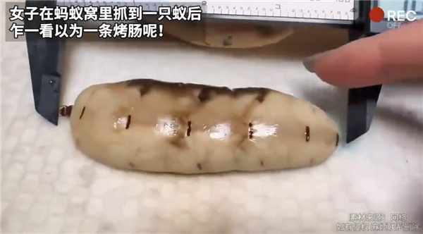 像烤肠一样！女子挖到一只100毫米长的蚁后