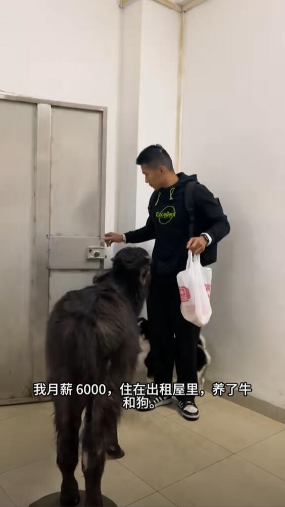 男子在出租屋养牛：提醒自己不当牛马