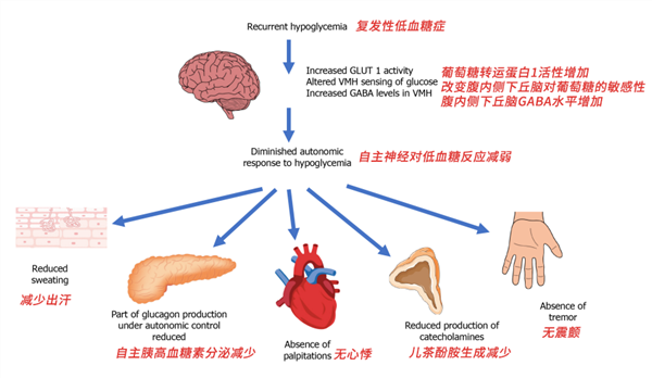 “网红洋媳妇”突然去世被当地证实!常见的低血糖也会致人死亡