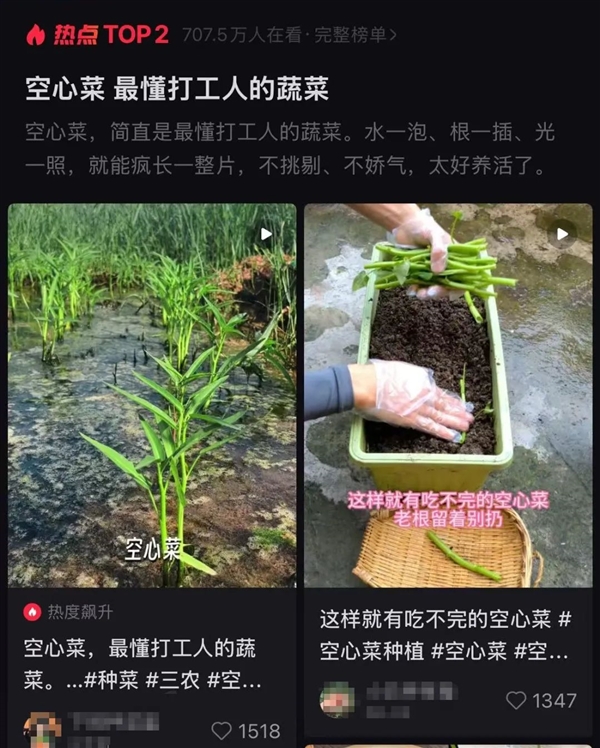 最懂“牛马”的蔬菜！给水就能活