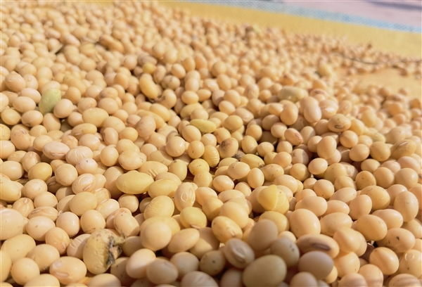 大豆不只能做豆腐!清华团队把大豆做成固态电池电解质 安全且环保