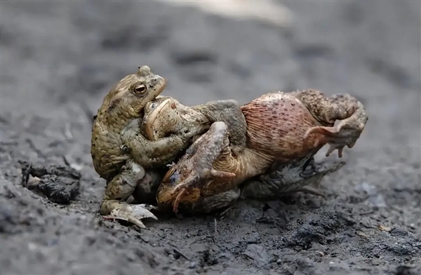 为避免被同性骚扰 雄蟾蜍主动变黄了