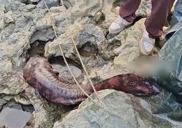 重庆发现“水中活化石”野生大鲵：全身呈红褐色 体长达1.5米十分罕见