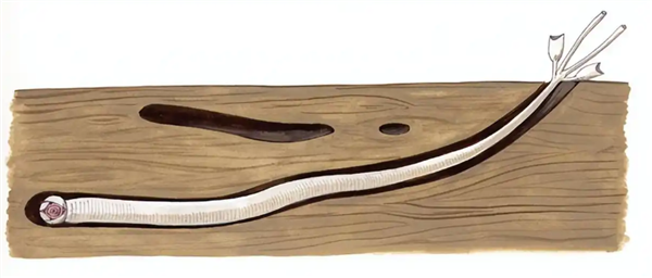 船蛆：地球上最独特的动物群体之一