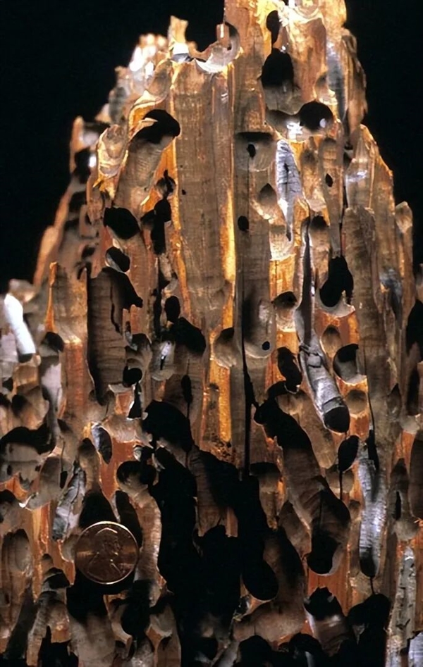 船蛆：地球上最独特的动物群体之一