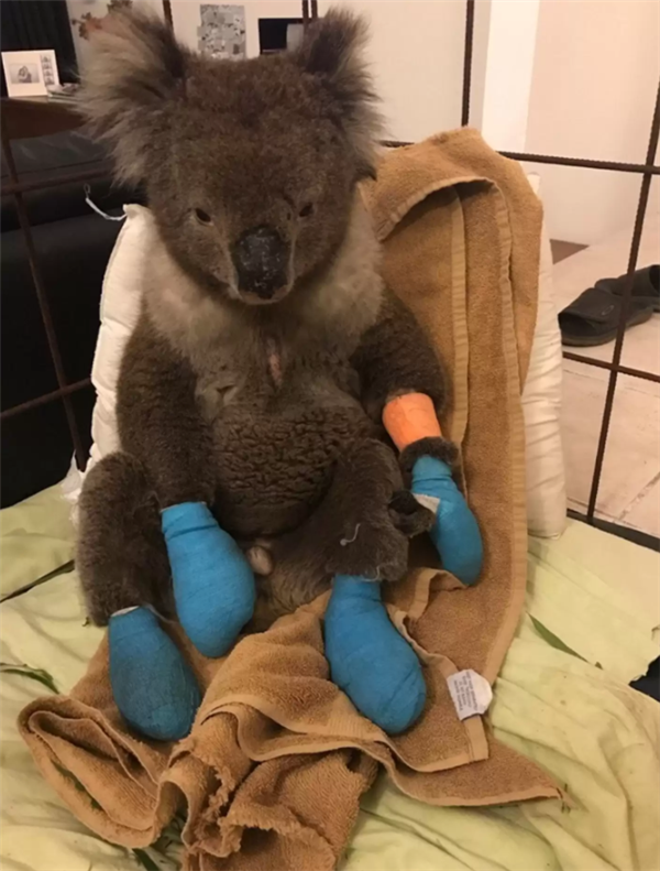 这种身披棘刺的动物适应了森林火灾 被火烧成平头也不逃跑