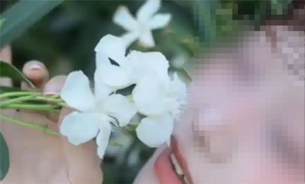 女子拍照时沾到夹竹桃花粉中毒过敏:为何有毒还要大规模种植