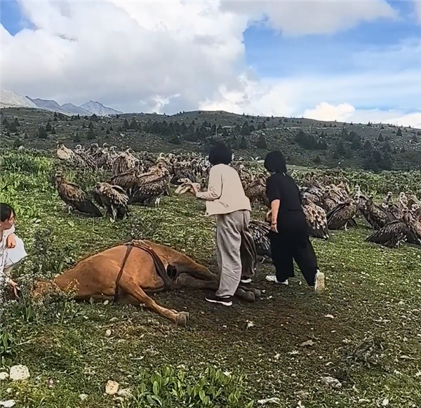 数名女游客驱赶分食死马的秃鹫 当地回应:不应人为干预