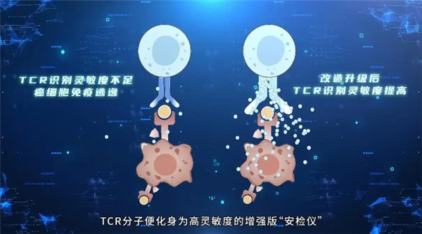 精准狙杀癌细胞！我国科学家突破T细胞识别瓶颈