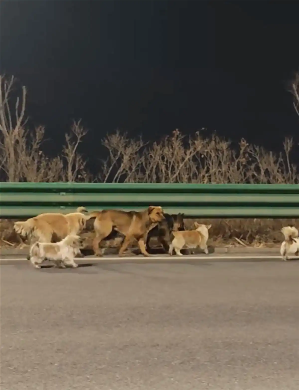 7只狗狗上演大逃亡：本以为是自救励志片 结果是为爱离家出走