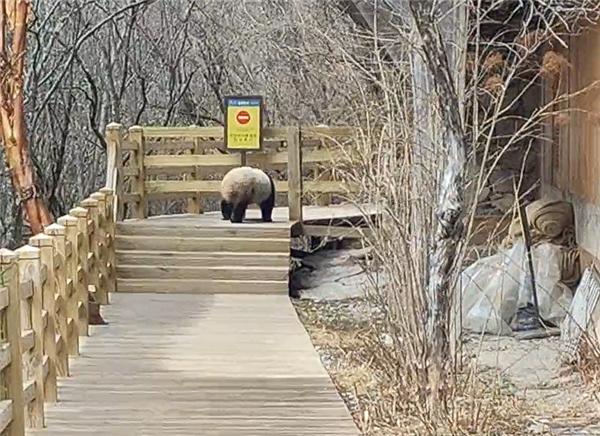 九寨沟震后首次实拍到野生大熊猫:俯下身子钻过栈道护栏