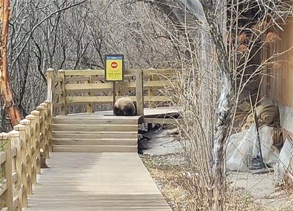 九寨沟震后首次实拍到野生大熊猫:俯下身子钻过栈道护栏